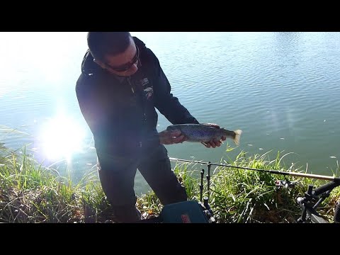 Forellen mit der Winkelpicker Feedern #feedshorts #fishing #methodfeeder #methodfeederfishing 