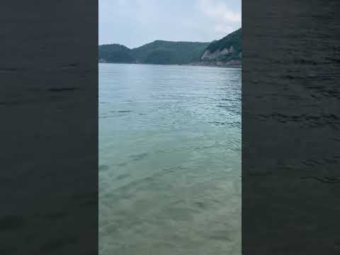伝説の深海魚、リュウグウノツカイが ...