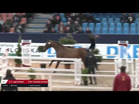 Kat. Nr. 42 Hengst v. Luigi D'Eclipse - Carember de Muze *10.05.2023