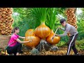 Diary In Forest Harvesting Onions Drying In The Dew To Sell Breakthrough Uses From Forest Fruits