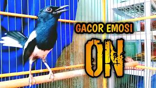 Download lagu BIKIN KACER LAIN GACOR EMOSI ON !! PANCINGAN KACER GACOR PASTI NYAUT AMPUH. mp3