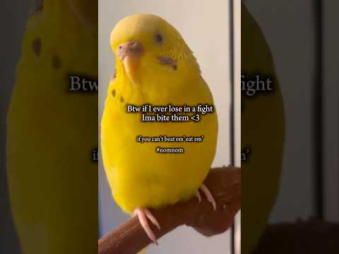 Sunshine’s Advice ☀️ #birds #budgies #parrot #beautiful #funny #birdybirds #cute #pets #adorable