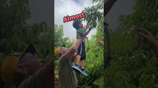 Peach and Blueberry picking in Virginia. #shorts #virginia #peach #アメリカ生活 #バージニア州