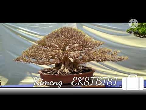 HUT. KARANGANYAR BANJIR BONSAI 2020