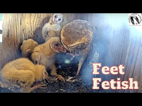The Cutest Thing You'll See Today: Barn Owl Nestlings and Mom's Feet