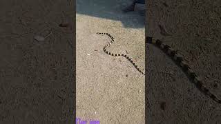 snake / daku ek number Dada  // #shorts #short #youtubeshorts