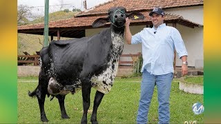 Miniatura do vídeo