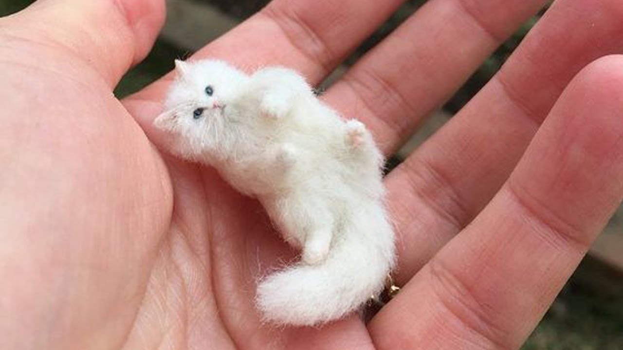 Funniest Animals 2023 🤣 New Funny Cats and Dogs 😺🐶 Part 6