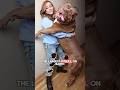 The Largest Pit Bull On Earth #shorts #dogs #pitbull #doglover #hulk