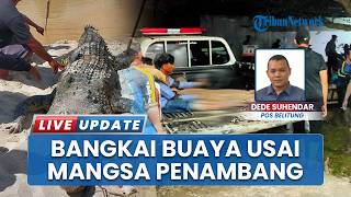 Seusai Mangsa Seorang Penambang di Kolong Mempiu, Warga Angkat Bangkai Buaya dari TKP