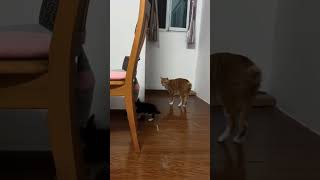 1, 2, 3, ACTION ! #cat #funnycats #catvideos #catlovers #catshorts #cats #cutecat #fyp #viralvideo
