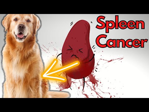 Kanker limpa pada anjing: Hemangioscarcoma