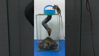 Tips for making good mouse traps at home using plastic pipes // Mouse trap 2 #rattrap #mousetrap