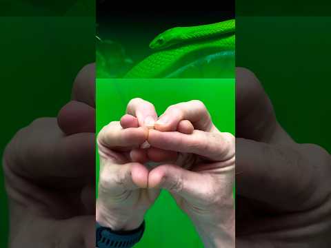 The classic “hand snake”