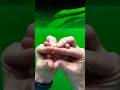 The classic “hand snake”