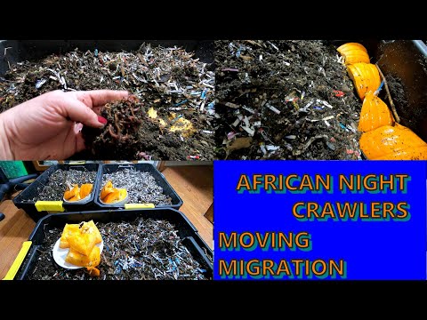 AFRICAN NIGHT CRAWLERS - PREPPING TO MOVE