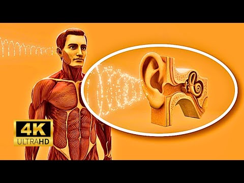The Structure & Function Of The Human Ear In Stunning 3D 4K!