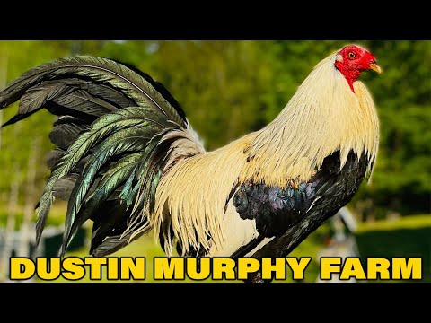 Grey Kelso Hatch Dustin Murphy - Next Generation Farm | Beautiful Birds