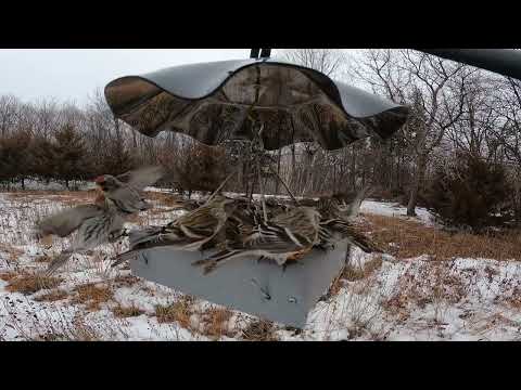 Carver Bird Café, Red Poll-Palooza!  Wow. A lot of birds here.