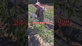 고추 2차 줄치기 아직도 힘들게 하나요?3배 빨리치는 방법(농사의신)