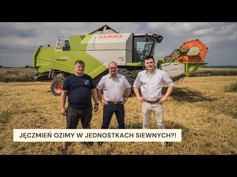 ŻNIWA 2021 - Ponad 9 ton z hektara! Jęczmień ozimy Teuto w jednostkach siewnych - JAKA ZAPRAWA?!