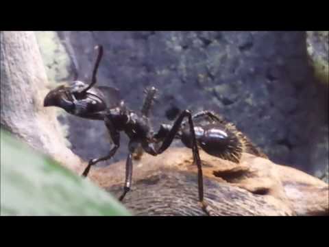 Paraponera (2917-11) II