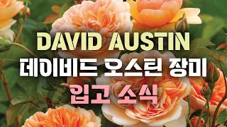 먼저 가져가는사람이 임자! 영국 데이비드 오스틴 장미 최다품종 ★입고소식★ [JB가든센터_대림묘목농원]