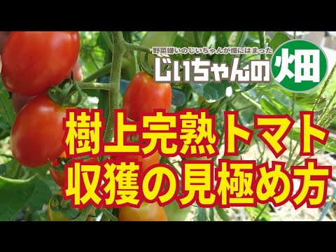 トマトの収穫:いつ、どのように行うか 植物