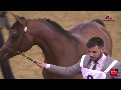N 9 SOHAIB AL SARAB   2019 Al Shaqab Arabian Horse Show Festival   Colts 2 Years Old Class 1A