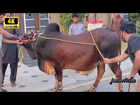 Big Brown Cow Qurbani 2025 EID | Cow Slaughter