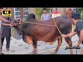 Big Brown Cow Qurbani 2025 EID Cow Slaughter