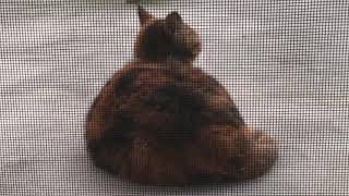 実家のぬこ様を網戸越しに見る(*´꒳`*)cat LOOK