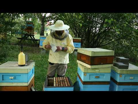 ABC pasieki cz.15 - jesienne łączenie rodzin (wersja poprawiona)