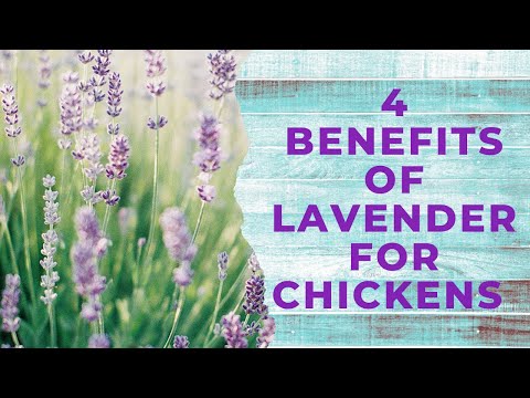 4 Reasons Why I'm Growing Lavender For My Chickens ( Video 11 )