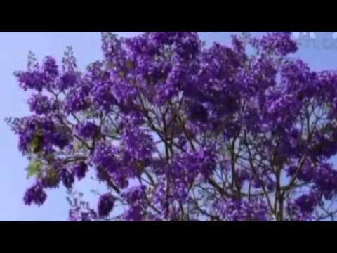 Mùa hè tới Sheet - Thái Hiền