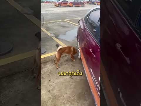 ครูสอบขับรถสี่ขาเจ้าแรก