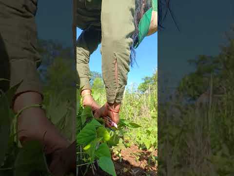 cosechando poroto verde(*^^*)#itacaruare#misiones#cerrovolcan