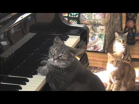 CATcerto - Mindaugas Piecaitis, Nora The Piano Cat