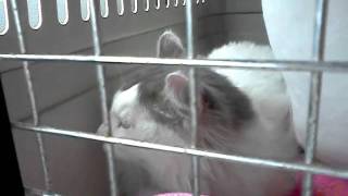 Sammie speechless after shots &amp; microchip