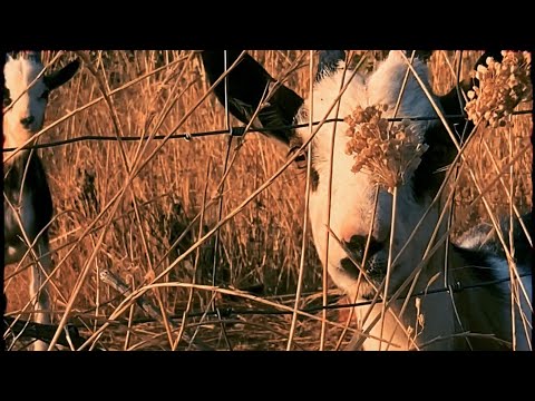 Natural Spittaz & Allan Parrish - ROSIN DE PALMA (Rural Video)