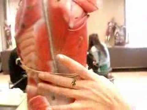 Human Figure Muscles