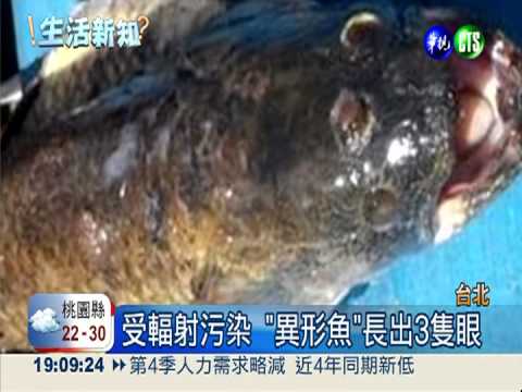 日輻射污染嚴重 少吃大型魚.貝類