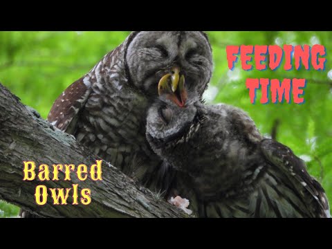 Barred Owl feeds its Owlet a Frog