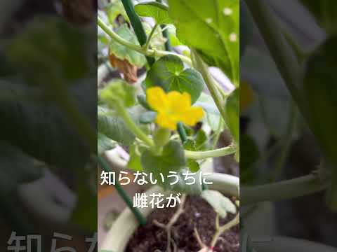 苗が枯れるのを防ぐにはどうすればよいですか？発芽した植物が剛性を欠いて倒れた場合はどうすればよいですか？  庭園