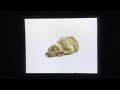 Sesame Street Cock Crow William Wegman Nursery Rhymes 1999