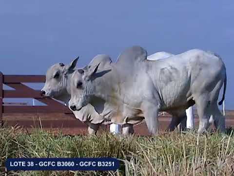 LOTE 38   GCFC B3060   GCFC B3251