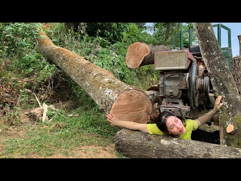 agricultural vehicle transporting timber harvesting giant trees