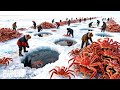 Why Alaska S King Crab Industry Is Worth 5 Billion The Deadliest Catch In America