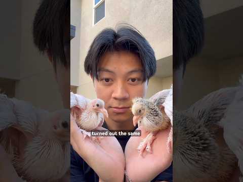 Pigeons are humans… #birds #pigeon