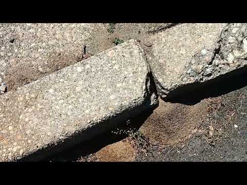 Pavement Ant Hills Pop Up Through Pavement...